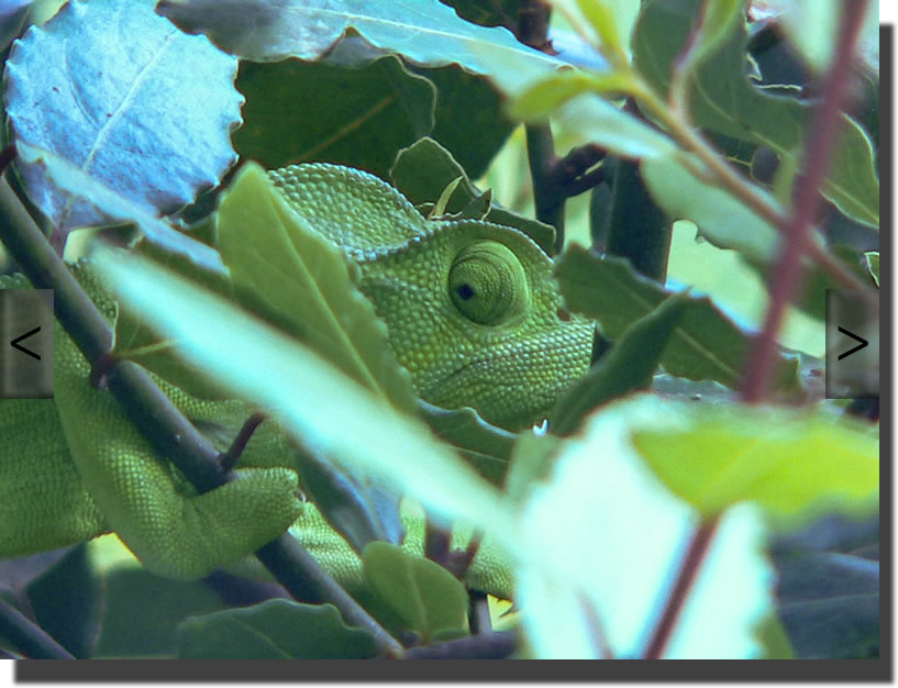 Chamaeleo africanus